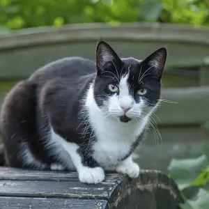 Portrait, black and white tomcat, Germany, Europe