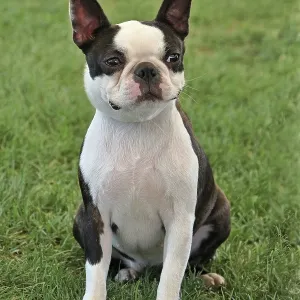 Boston Terrier in Public Park Print