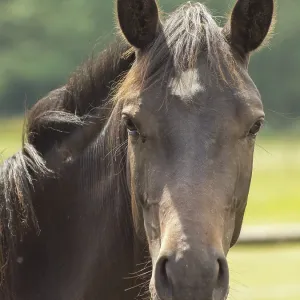 Portrait of brown horse with attentive ears against blurred green background