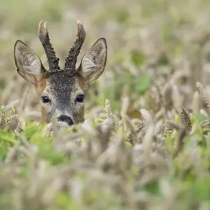 Portrait of a buck (Capreolus capreolus) in a cornfield Portrait of a buck (Capreolus capreolus) in a cornfield