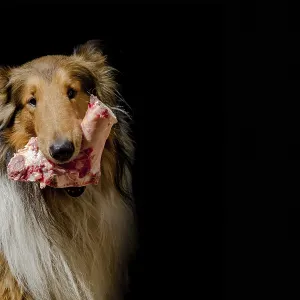 Portrait of collie dog with bone with raw meat from the barf diet Portrait of collie dog with bone with raw meat from the barf diet