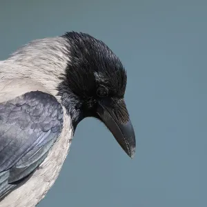 Portrait of a crow on a blue background Portrait of a crow on a blue background