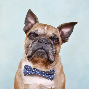 Portrait of cute fawn French Bulldog dog with blue bow tie in front of pastel blue studio background