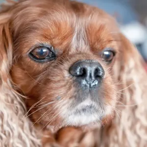 Cavalier King Charles Spaniel Ruby Print, Hanover Germany Cavalier King Charles Spaniel Ruby Print, Hanover Germany