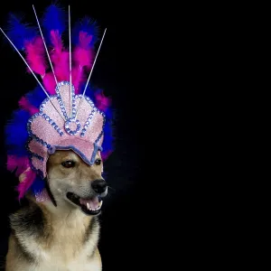 Portrait of a dog dressed for carnival Portrait of a dog dressed for carnival
