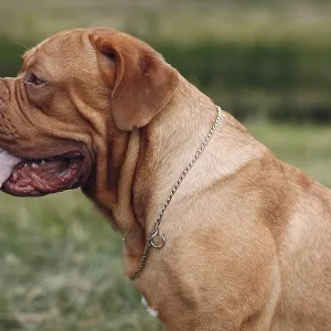 Portrait Dogue de Bordeaux. Dog mastiff pet Portrait Dogue de Bordeaux. Dog mastiff pet