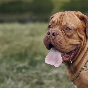 Portrait Dogue de Bordeaux. Dog mastiff pet Portrait Dogue de Bordeaux. Dog mastiff pet