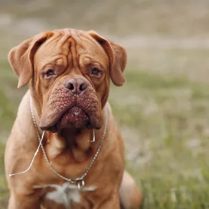 Portrait Dogue de Bordeaux. Dog mastiff pet Portrait Dogue de Bordeaux. Dog mastiff pet