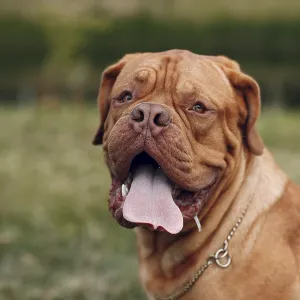 Portrait Dogue de Bordeaux. French Mastiff pet Portrait Dogue de Bordeaux. French Mastiff pet
