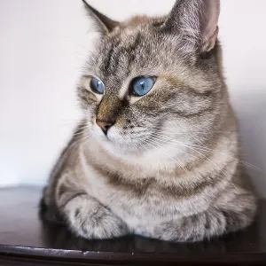 Portrait of a domestic cat Portrait of a domestic cat