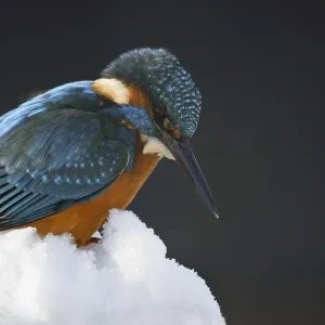 Portrait of Eurasian, Common Kingfisher (Alcedo atthis) perched in the snow in winter