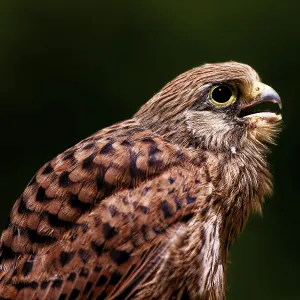Young Common Kestrel Print, Amberg, Germany Young Common Kestrel Print, Amberg, Germany