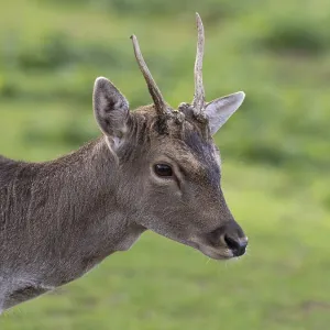 Portrait of a fallow deer, North Rhine-Westphalia