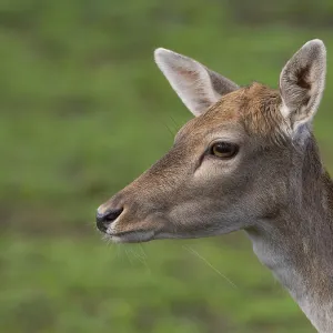 Portrait of a fallow deer, North Rhine-Westphalia