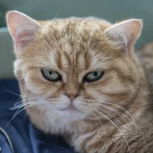 Portrait of a felidae (Felis catus)