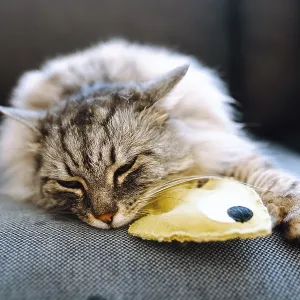 Portrait fluffy gray cat lying on sofa with favorite toy fish Portrait fluffy gray cat lying on sofa with favorite toy fish
