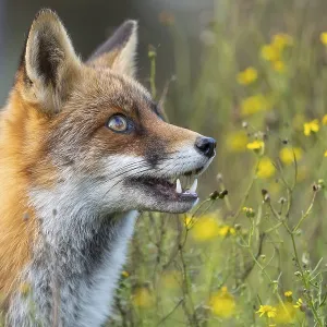 Portrait of a fox (Vulpes vulpes) Portrait of a fox (Vulpes vulpes)