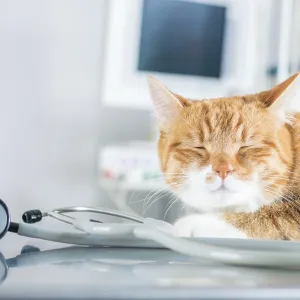 Portrait of a funny ginger cat on the table in the operating room