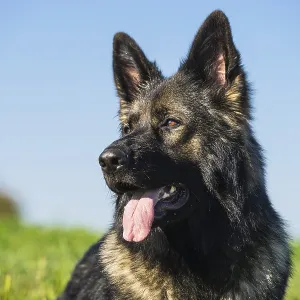 Portrait of a German shepherd dog Portrait of a German shepherd dog