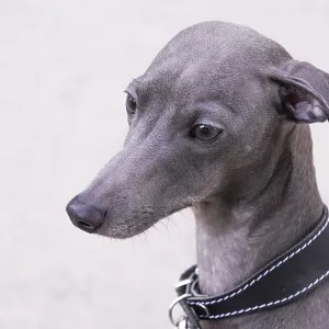 Portrait of grey Italian greyhound dog, copy space Portrait of grey Italian greyhound dog, copy space