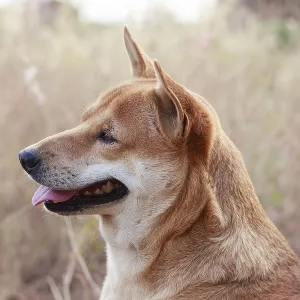 Portrait of a happy brown dog in the meadow Portrait of a happy brown dog in the meadow