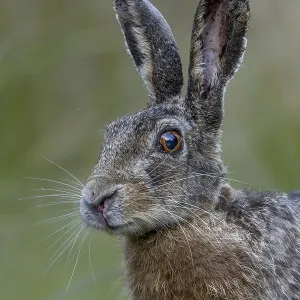Portrait of a hare (Lepus europaeus) looking surprised Portrait of a hare (Lepus europaeus) looking surprised