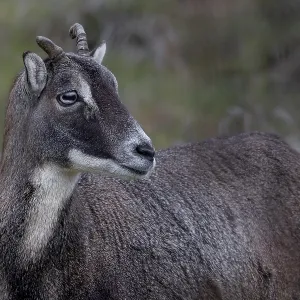 Portrait of a horned female mouflon (Ovis gmelini)