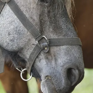Portrait of a horse, Kempen, North Rhine-Westphalia
