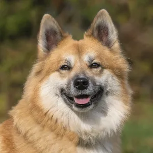 Portrait of an Icelandic dog Portrait of an Icelandic dog