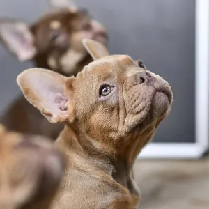 Portrait of Isabella Sable French Bulldog dog puppy Portrait of Isabella Sable French Bulldog dog puppy