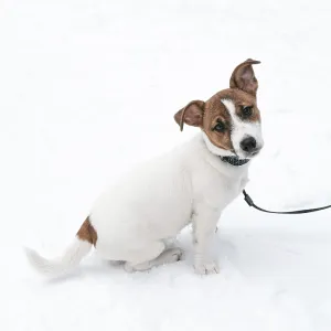 Portrait of a Jack Russell Terrier puppy wearing a collar and a leash Portrait of a Jack Russell Terrier puppy wearing a collar and a leash