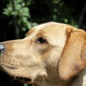 Portrait of Labrador Retriever looking at something close up on face Portrait of Labrador Retriever looking at something close up on face
