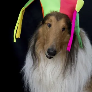 Portrait of a long-haired collie with a harlequin hat Portrait of a long-haired collie with a harlequin hat