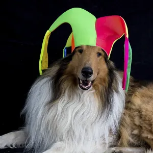 Portrait of a long-haired collie with a harlequin hat Portrait of a long-haired collie with a harlequin hat