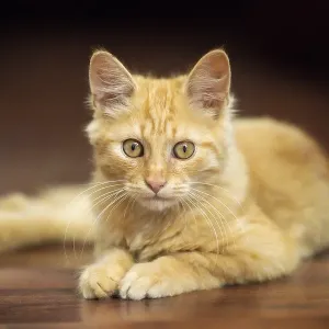 Portrait of lying playful ginger cat kitten on the floor Portrait of lying playful ginger cat kitten on the floor