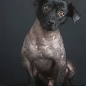 Portrait of mixed peruvian dog on black background Portrait of mixed peruvian dog on black background