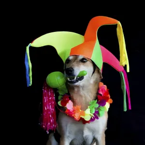 Portrait of a mongrel dog with harlequin hat Portrait of a mongrel dog with harlequin hat