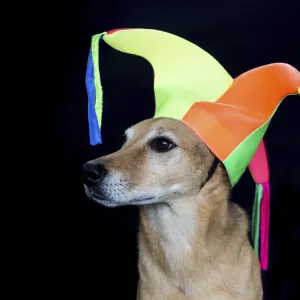 Portrait of a mongrel dog with harlequin hat on black background Portrait of a mongrel dog with harlequin hat on black background