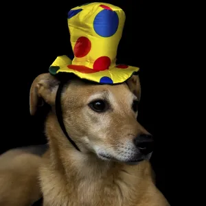 Portrait of mongrel dog with yellow hat with colorful polka dots on black background Portrait of mongrel dog with yellow hat with colorful polka dots on black background