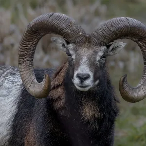 Portrait of the mouflon ram (Ovis gmelini)
