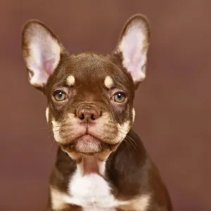Portrait of New Shade Mocca Orange Tan colored French Bulldog puppy on brown background Portrait of New Shade Mocca Orange Tan colored French Bulldog puppy on brown background