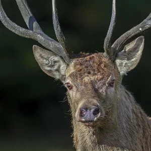 Portrait photo of a red deer (Cervus elaphus)