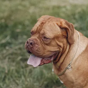 Portrait profile Dogue de Bordeaux Portrait profile Dogue de Bordeaux