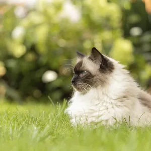 Portrait of a Ragdoll. Bad Salzschlirf Portrait of a Ragdoll. Bad Salzschlirf