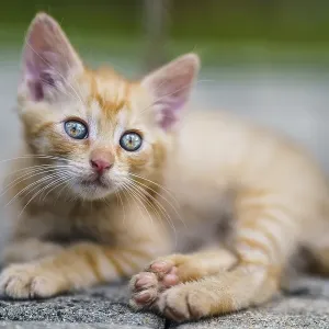 Portrait of a red kitten in the garden. Tabby funny red kitten with green eyes and with big ears. Animal baby theme Portrait of a red kitten in the garden. Tabby funny red kitten with green eyes and with big ears. Animal baby theme