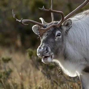 Portrait of reindeer bull (Rangifer tarandus) in rut