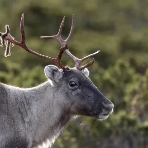 Portrait of a reindeer cow (Rangifer tarandus)