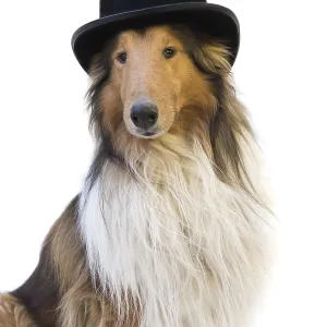 Portrait of a rough collie dog with black top hat isolated on white background Portrait of a rough collie dog with black top hat isolated on white background