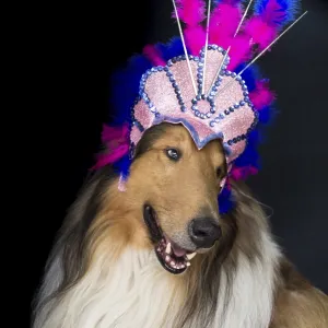 Portrait of a rough collie with feather headgear for carnival isolated on black background Portrait of a rough collie with feather headgear for carnival isolated on black background