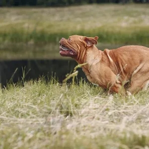 Portrait running Dogue de Bordeaux Portrait running Dogue de Bordeaux